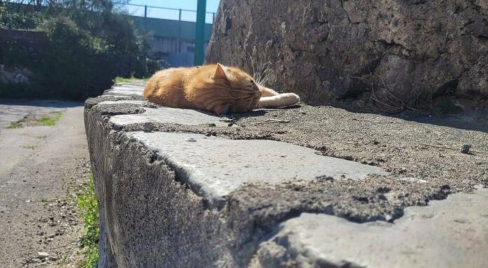 Torre del Greco: gatti morti, ordinanza per la zona di via Lamaria