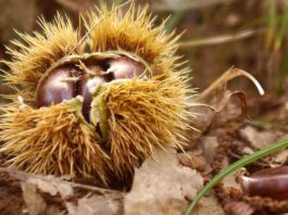 La Castagna del Monte Faito verso l'Igp: il convegno con sindaci ed esperti