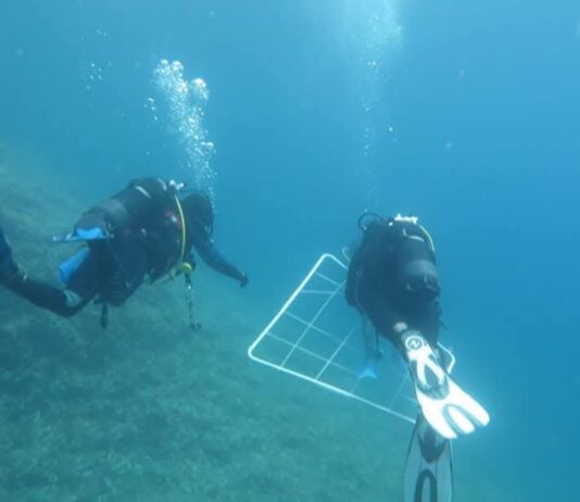 Conoscere e studiare gli habitat sommersi, in estate il nuovo Corso di Biologia Marina a Punta Campanella