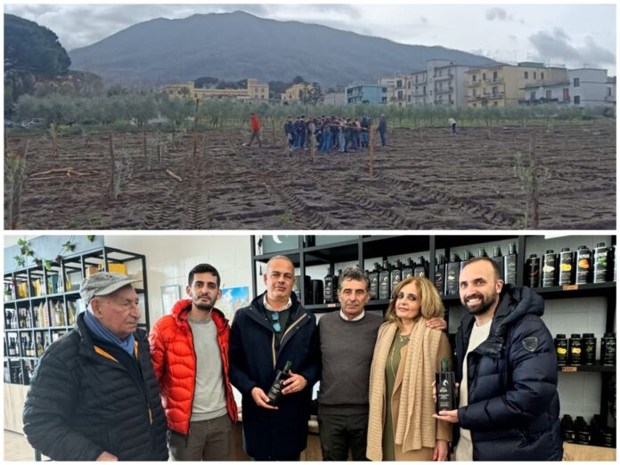 Pollena Trocchia, assessorato a pubblica istruzione ed eventi promuovono visita guidata ad oleificio del territorio