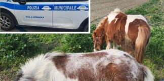 Afragola, la Polizia Locale sequestra due cavalli e denuncia un uomo per maltrattamenti di animali