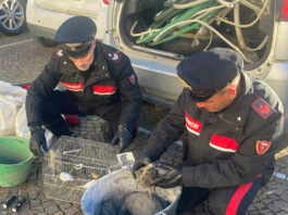 Santa Maria la Carità: in fuga dai Carabinieri, lanciano una gabbia di canarini dall’auto
