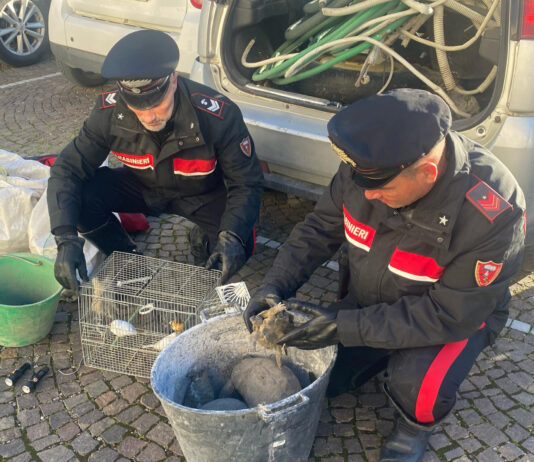 Santa Maria la Carità: in fuga dai Carabinieri, lanciano una gabbia di canarini dall’auto
