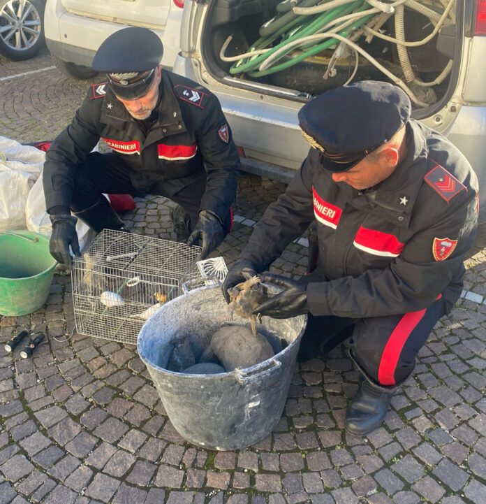Santa Maria la Carità: in fuga dai Carabinieri, lanciano una gabbia di canarini dall’auto
