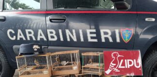 Lega Italiana Protezione Uccelli, Servizio Nazionale Vigilanza per la tutela del patrimonio faunistico e naturale dello Stato