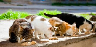 Torre del Greco, cartelli informativi per salvaguardare le colonie feline