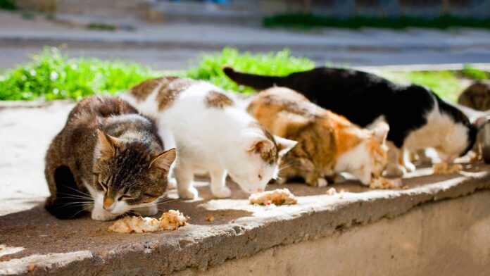 Torre del Greco, cartelli informativi per salvaguardare le colonie feline