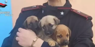 Marzano di Nola, cuccioli abbandonati salvati dai carabinieri: erano denutriti e lasciati sul ciglio della strada