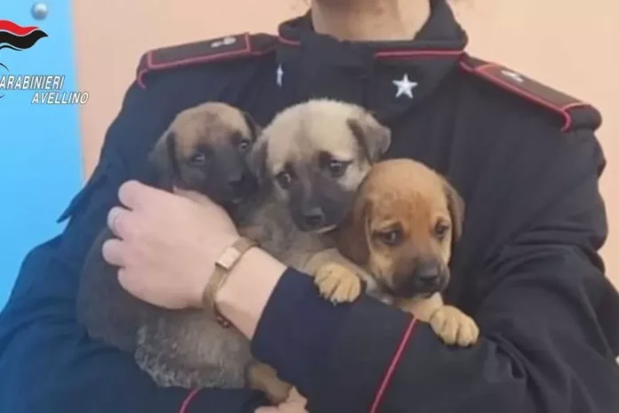 Marzano di Nola, cuccioli abbandonati salvati dai carabinieri: erano denutriti e lasciati sul ciglio della strada