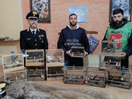 Brusciano: bracconaggio, cardellini detenuti illegalmente in una stanza buia. Denunciato un uomo