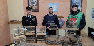 Brusciano: bracconaggio, cardellini detenuti illegalmente in una stanza buia. Denunciato un uomo