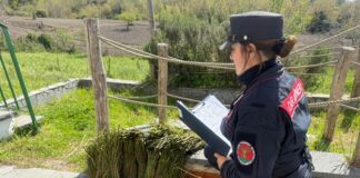 Ercolano, sequestrati 10 kg di asparagi selvatici nel Parco Nazionale del Vesuvio. Denunciate quattro persone del Salernitano