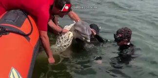 Procida, delfino intrappolato salvato grazie all’intervento di due cittadini e della Guardia Costiera