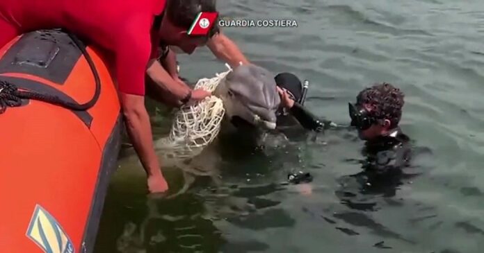Procida, delfino intrappolato salvato grazie all’intervento di due cittadini e della Guardia Costiera