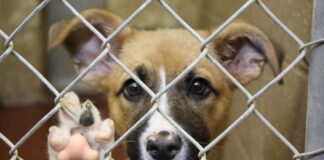 Sant’Agnello, novità sulla TARI: esenzioni per chi adotta un cane, apre nuove imprese o dona alimenti ai bisognosi