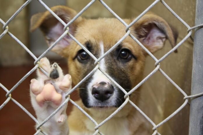 Sant’Agnello, novità sulla TARI: esenzioni per chi adotta un cane, apre nuove imprese o dona alimenti ai bisognosi Sant’Agnello, novità sulla TARI: esenzioni per chi adotta un cane, apre nuove imprese o dona alimenti ai bisognosi