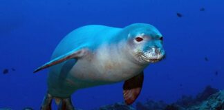 Avvistamento eccezionale a Punta Campanella, una Foca monaca fa capolino nell'Area Marina Protetta