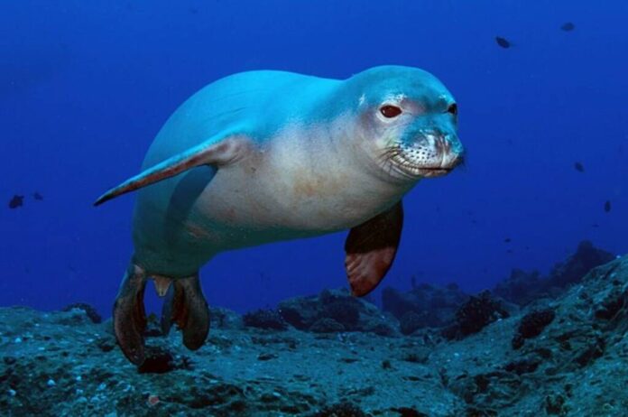 Avvistamento eccezionale a Punta Campanella, una Foca monaca fa capolino nell'Area Marina Protetta Avvistamento eccezionale a Punta Campanella, una Foca monaca fa capolino nell'Area Marina Protetta