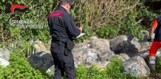 Rifiuti illeciti tra Napoli e Caserta: due sequestri e denunce dei Carabinieri Forestali