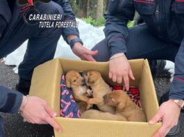 Undici cuccioli abbandonati sul Vesuvio: salvati dai carabinieri forestali a Terzigno