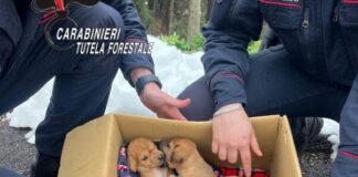 Undici cuccioli abbandonati sul Vesuvio: salvati dai carabinieri forestali a Terzigno