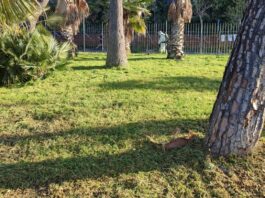 Torre Annunziata, approvato il regolamento sulle aree verdi