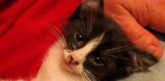 Gattini lanciati dall’auto in corsa sull’A16, 30enne denunciata per abbandono di animali