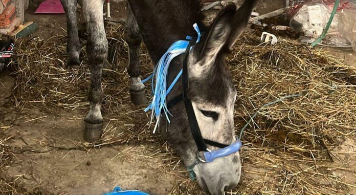 Forcella e Scampia: blitz dei Carabinieri tra armi, auto modificate e un asino "da scudetto" Forcella e Scampia: blitz dei Carabinieri tra armi, auto modificate e un asino "da scudetto"