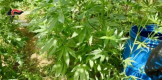 Gragnano, blitz dei Carabinieri sui Monti Lattari: scoperte cinque piazzole con 200 piante di cannabis