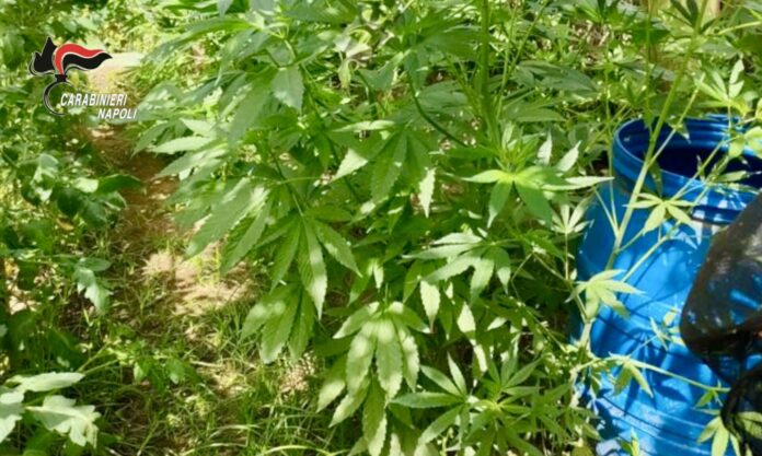 Gragnano, blitz dei Carabinieri sui Monti Lattari: scoperte cinque piazzole con 200 piante di cannabis