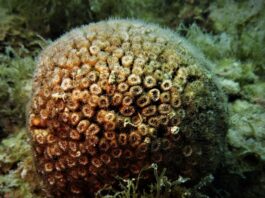 Punta Campanella: parte il progetto "Medcoral Guardians" per salvare il corallo Cladocora caespitosa