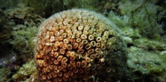 Punta Campanella: parte il progetto "Medcoral Guardians" per salvare il corallo Cladocora caespitosa