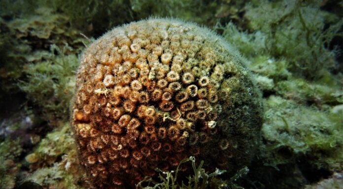 Punta Campanella: parte il progetto "Medcoral Guardians" per salvare il corallo Cladocora caespitosa