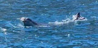 Da Massa Lubrense a Capri e Ischia. Il viaggio della Foca monaca nel Golfo di Napoli
