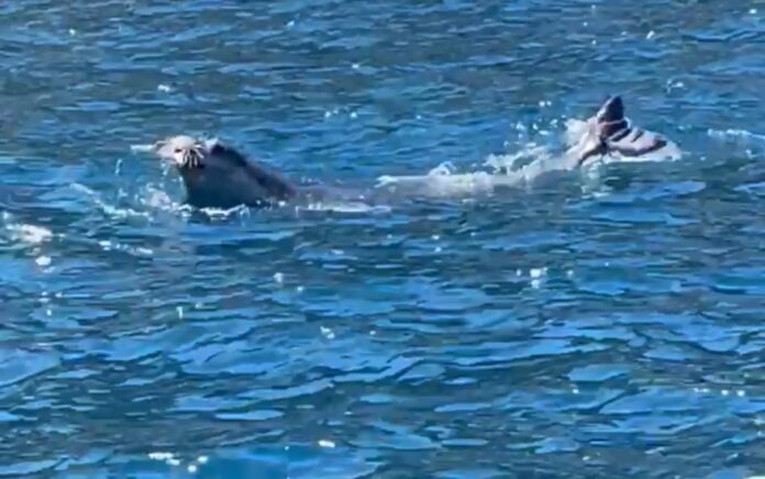 Da Massa Lubrense a Capri e Ischia. Il viaggio della Foca monaca nel Golfo di Napoli