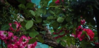 Sorrento, inaugurato l'accesso dal corso Italia del Fondo Petrulo "Agruminato"