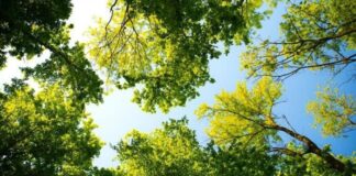 Sant’Agnello pianta il futuro: 30 nuovi alberi su via Balsamo, al via la riqualificazione green