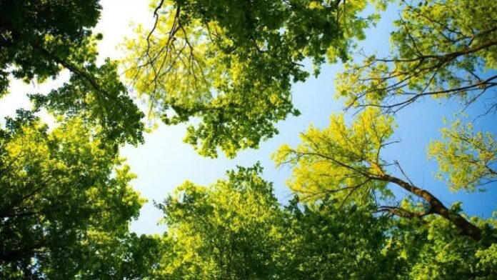 Sant’Agnello pianta il futuro: 30 nuovi alberi su via Balsamo, al via la riqualificazione green