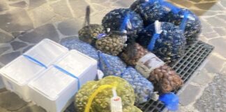 Ottaviano, maxi sequestro di pesce non tracciato: un quintale di prodotti e 3.000 euro di multe