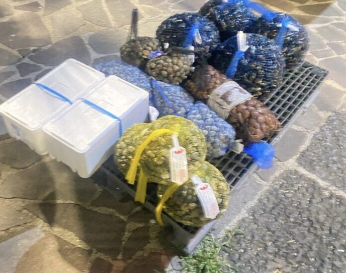 Ottaviano, maxi sequestro di pesce non tracciato: un quintale di prodotti e 3.000 euro di multe