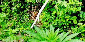 Monti Lattari, Gragnano: scoperte e distrutte 110 piante di cannabis nell’operazione “Continuum Bellum 3”