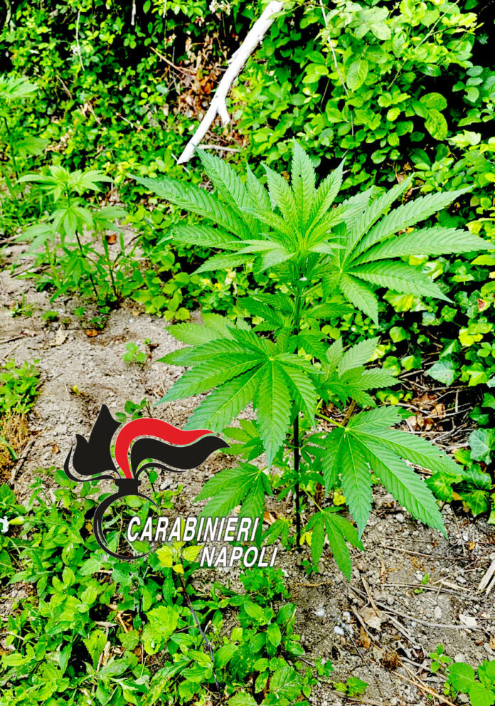 Monti Lattari, Gragnano: scoperte e distrutte 110 piante di cannabis nell’operazione “Continuum Bellum 3”