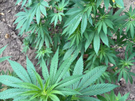 Monti Lattari, scacco al narcotraffico: Continuum Bellum 3, scoperta nuova piantagione di cannabis a Castellammare