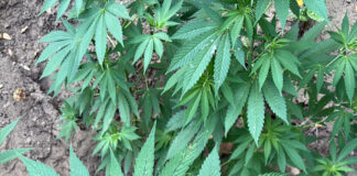 Monti Lattari, scacco al narcotraffico: Continuum Bellum 3, scoperta nuova piantagione di cannabis a Castellammare