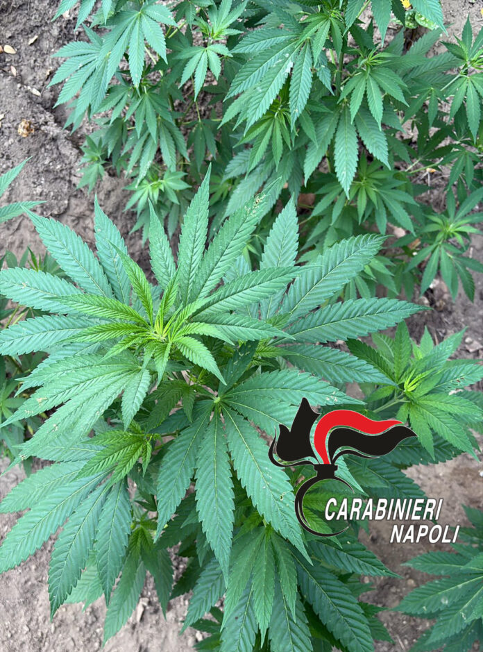Monti Lattari, scacco al narcotraffico: Continuum Bellum 3, scoperta nuova piantagione di cannabis a Castellammare