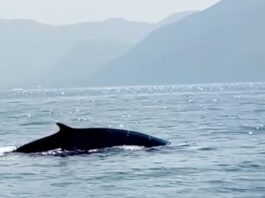 Avvistata una Balenottera tra Capri e la Penisola Sorrentina