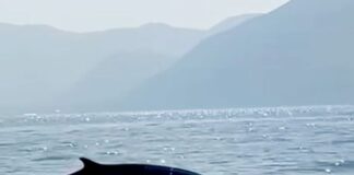 Avvistata una Balenottera tra Capri e la Penisola Sorrentina