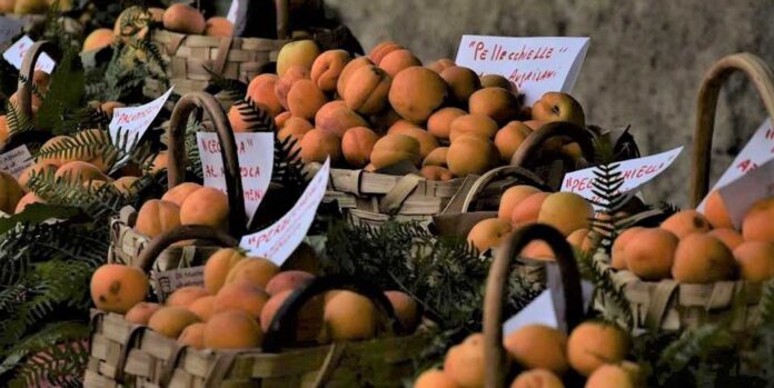 Boscoreale celebra le Albicocche del Vesuvio con il Mercato della Terra: appuntamento domenica 9 giugno