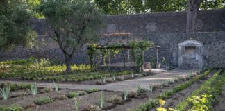 Pompei, rifiorisce la Casa del Giardino di Ercole: tra archeologia, botanica e cultura sensoriale