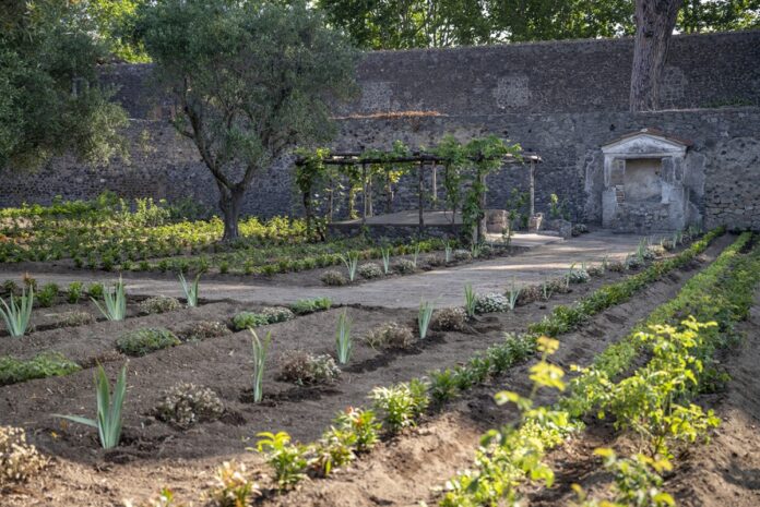 Pompei, rifiorisce la Casa del Giardino di Ercole: tra archeologia, botanica e cultura sensoriale